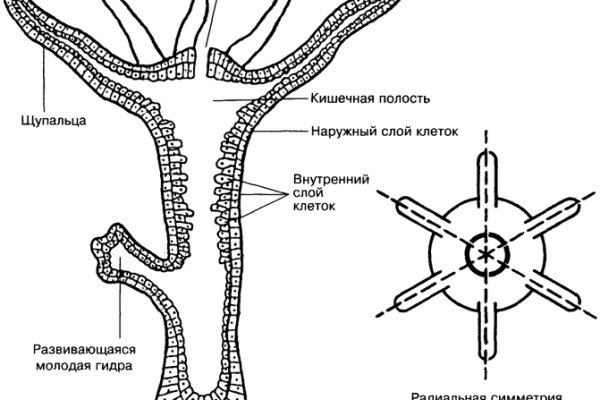 Блэк спрут 500 ошибка