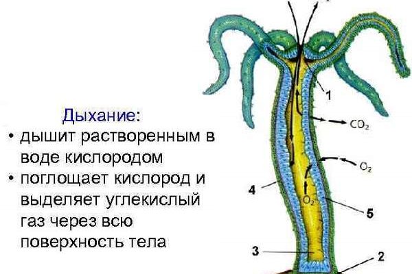 Ссылка блекспрут тор