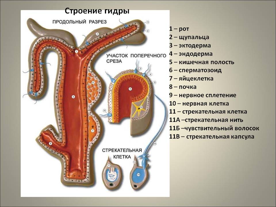 Блэк спрут pics