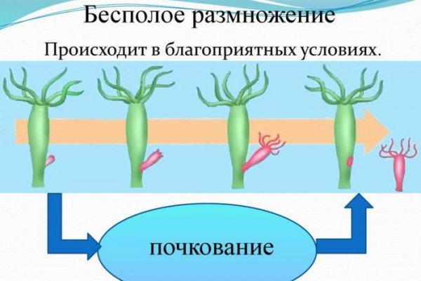 Блекспрут зеркало bs2webes net